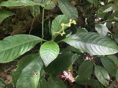 Palicourea brachiata