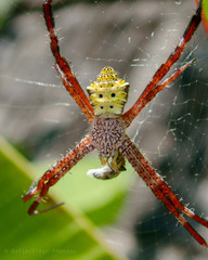 Argiope appensa