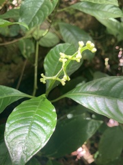 Palicourea brachiata