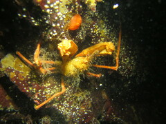 Chorilia longipes