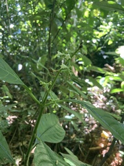 Palicourea brachiata