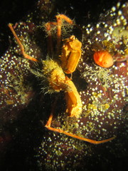Chorilia longipes