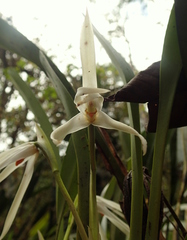 Maxillaria ochroleuca