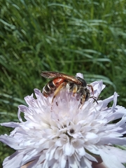 Andrena hattorfiana