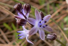 Scilla morrisii