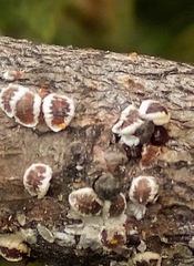 Eriococcus spurius