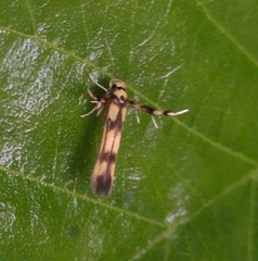 Stathmopoda pedella