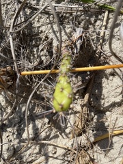 Opuntia drummondii