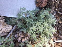 Lupinus breweri