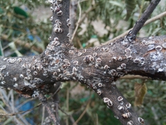 Eriococcus spurius