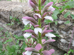 Acanthus mollis mollis