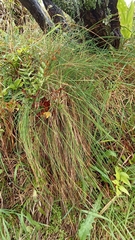 Festuca francoi
