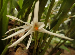 Maxillaria ochroleuca