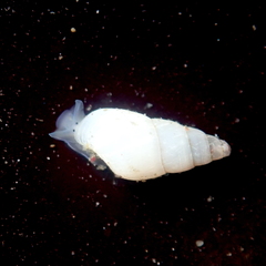 Odostomia