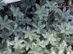 Lupinus breweri