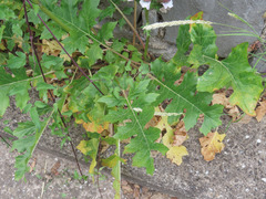 Acanthus mollis mollis