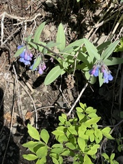 Mertensia longiflora
