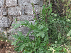 Acanthus mollis mollis