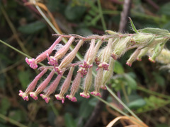 Silene bellidifolia