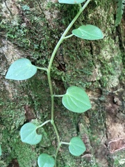 Peperomia serpens