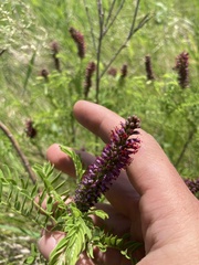 Amorpha nana