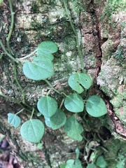 Peperomia serpens