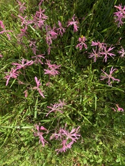 Nerine humilis