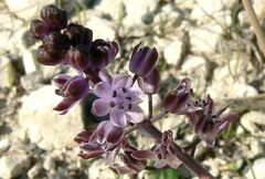 Scilla morrisii