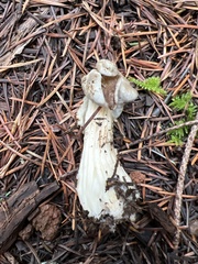 Helvella maculata