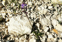 Scilla morrisii