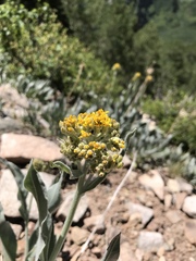 Senecio atratus