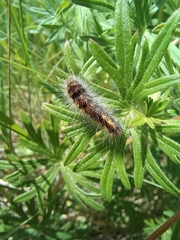 Aporia crataegi