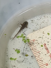 Ambystoma macrodactylum