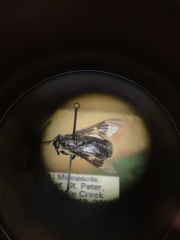 Chrysops ater