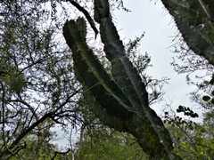 Cereus forbesii