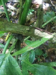 Microgramma lycopodioides