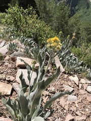 Senecio atratus