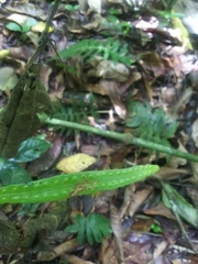 Microgramma lycopodioides