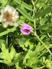 Vicia sativa