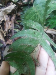 Blechnum occidentale