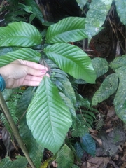 Mickelia pergamentacea