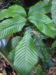 Mickelia pergamentacea