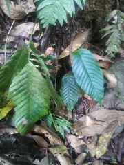 Mickelia pergamentacea