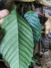 Mickelia pergamentacea