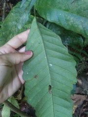 Mickelia pergamentacea