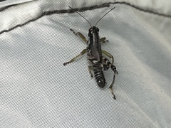 Melanoplus viridipes