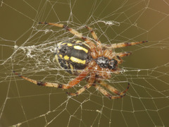 Neoscona adianta