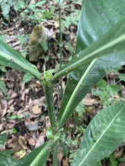 Psychotria grandis