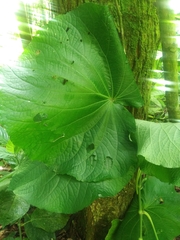 Piper umbellatum
