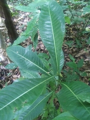 Psychotria grandis